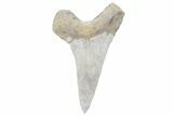Fossil Ginsu Shark (Cretoxyrhina) Tooth - Kansas #219134-1